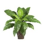 Birdnest-Fern-Plant-Rentals