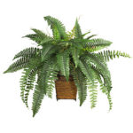 Boston-Fern-Plant-Rentals