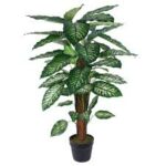 Dieffenbachia Tree