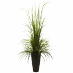 Grass Bush Plant